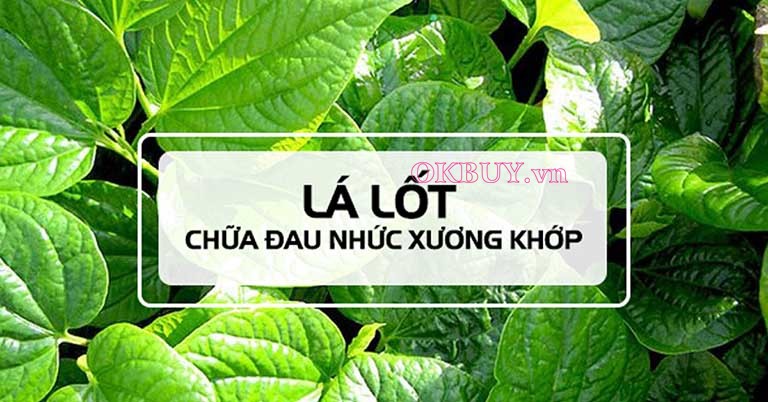 Chữa đau nhức xương khớp toàn thân bằng lá lốt